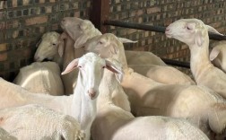 湖羊种羊价格多少？影响因素有哪些？