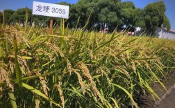 龙粳香1号水稻有何独特优势？