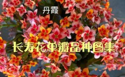 单瓣长寿花品种究竟有多少？