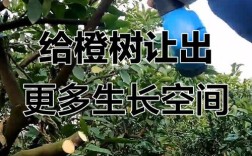 桔子树管理技术视频有哪些要点？