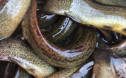 台湾泥鳅重庆今日价格