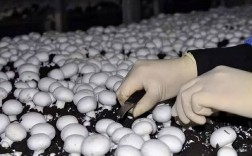 夏季林下如何种好双孢菇？