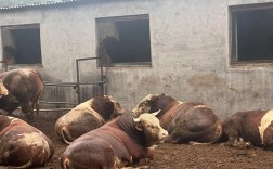 肉食牛养殖技术视频，新手如何快速掌握？