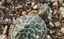 2025火焰龟苗价格会涨还是跌？