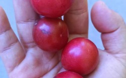 小个李子有哪些品种？