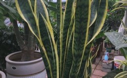 虎尾兰哪个品种颜值最高？