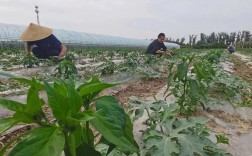 西瓜辣椒套种怎么种？技术要点有哪些？