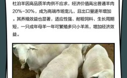 杜泊羊配种选啥品种最优？