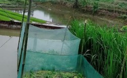 鳙鱼网箱如何实现高产养殖？