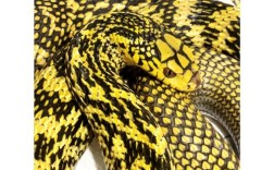 哪个省的王锦蛇品种最好？