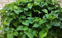 鱼腥草品种到底有多少种？