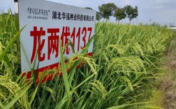 中龙粳二号水稻品种有何特性优势？