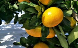 未来哪种柑桔品种最畅销？