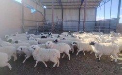 什么品种母羊干净？