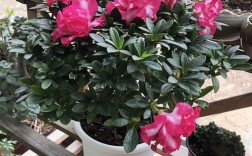 红双喜杜鹃是何种珍稀品种？