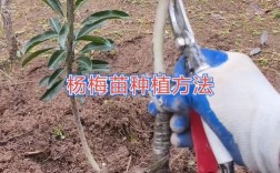 杨梅树苗种植技术有哪些关键点？