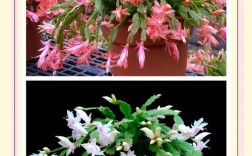 蟹爪兰品种价格差异有多大？