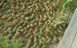 青蛙养殖技术真的成熟了吗？