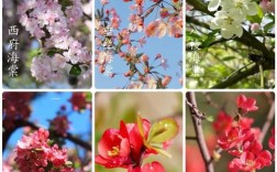 四李海棠花品种有那些