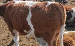 广东鲁西黄牛牛犊价格多少钱一头？