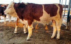 养牛品种怎么选？哪种最合适？