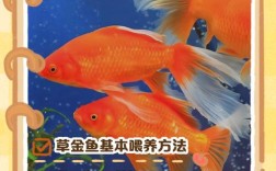 农广天地金鱼致富技术有哪些关键点？