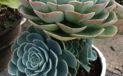 哪些多肉品种才算最漂亮？