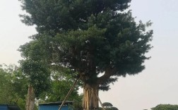 什么品种的罗汉松长得大