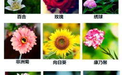 花品种图片及名称大全有哪些常见花？