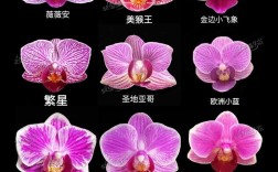 常见兰品种图片名称有哪些？