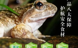 石蛙蝌蚪养殖技术视频怎么学？