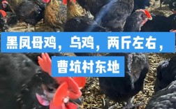 纯品种黑凤乌鸡长啥样？