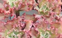 多肉绒娟是什么品种？