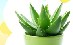 哪些芦荟有毒？附品种与图片辨别。