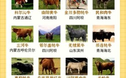 中国最好吃的牛品种是哪个？