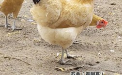 青黄腿鸡是稀有鸡种吗？