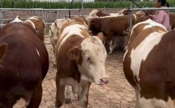 河南肉牛优良品种有哪些？