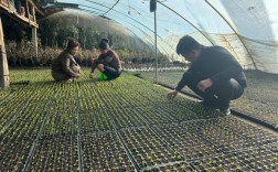 大棚花卉种植视频，关键技术要点有哪些？