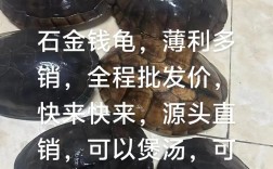 北石龟2025最新价格