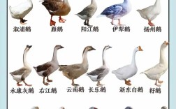 市场养什么品种的鹅最多
