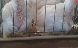 淘汰白色蛋鸡是什么品种？