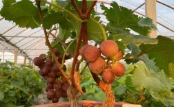 葡萄盆景种植技术视频，新手也能学会吗？