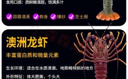 海水龙虾哪个品种最好？