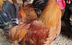 土鸡品种那么多，到底哪种最好吃？