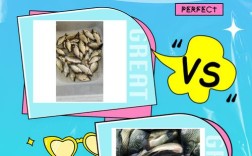 鲫鱼高效养殖技术有哪些关键点？