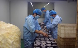 木耳菌袋制作技术视频，关键步骤有哪些？