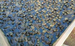 生态青蛙养殖技术视频怎么学？关键步骤有哪些？