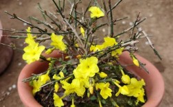 迎春花品种有哪些？附图片对比？