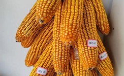 黑龙江玉米种子高产品种有哪些？