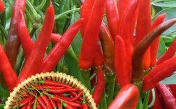 四辣品种种植加工有哪些关键要点？